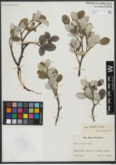 Foto von Salix vestita Pursh